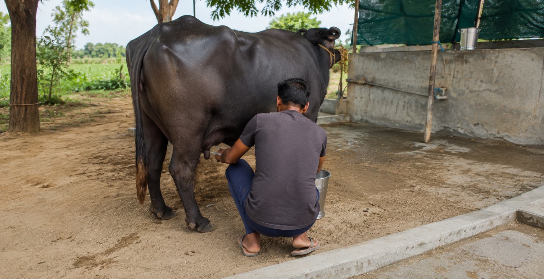 Buffalo milking process at Gaudhan Dairy Farm